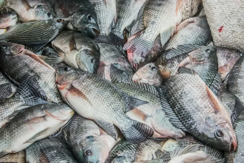 penyebab ikan mujair mati
