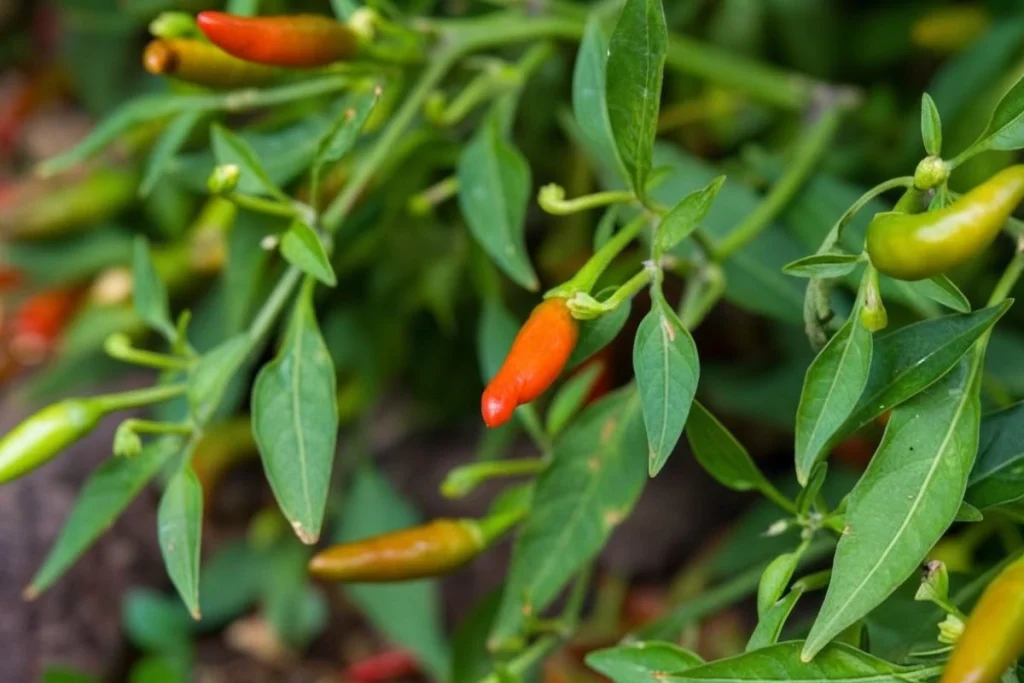 pupuk perangsang bunga dan buah cabe