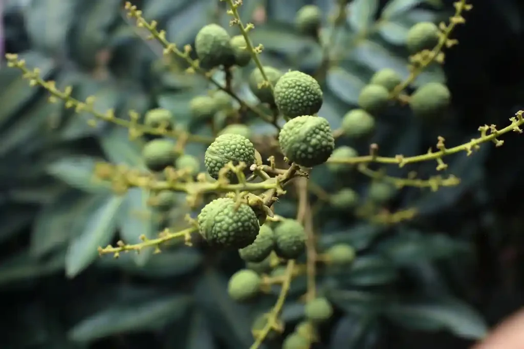 pupuk perangsang bunga dan buah kelengkeng
