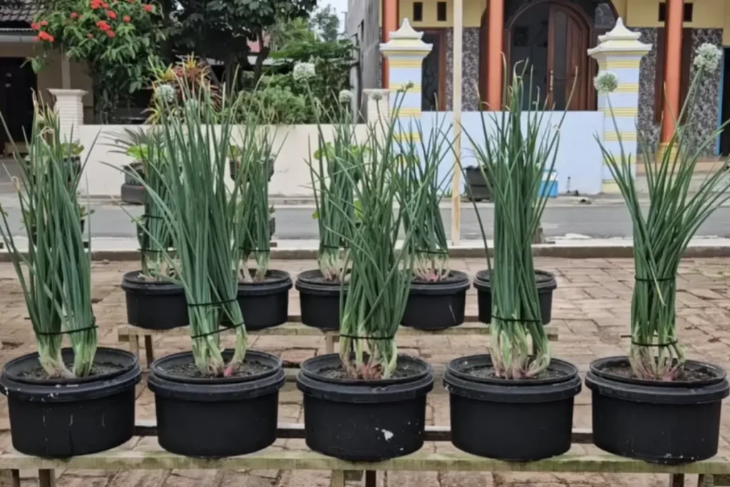 cara menanam bawang merah skala rumahan