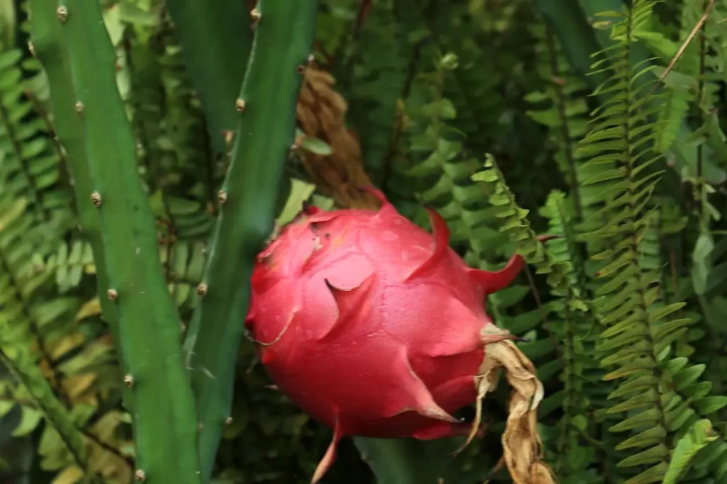 cara menanam buah naga di halaman rumah