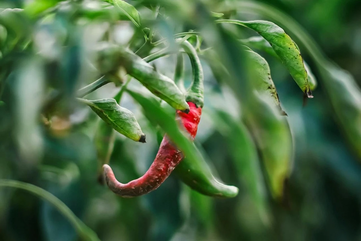 cara mengatasi buah cabe rontok dan busuk