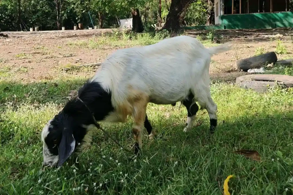 cara mengobati kambing cacingan