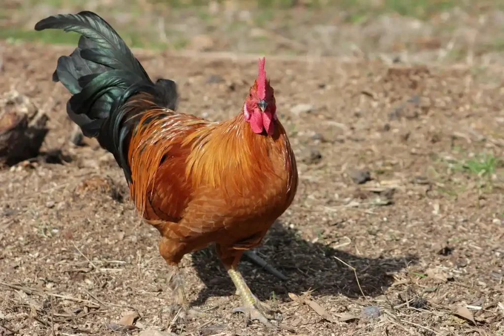 cara menjinakkan ayam jago