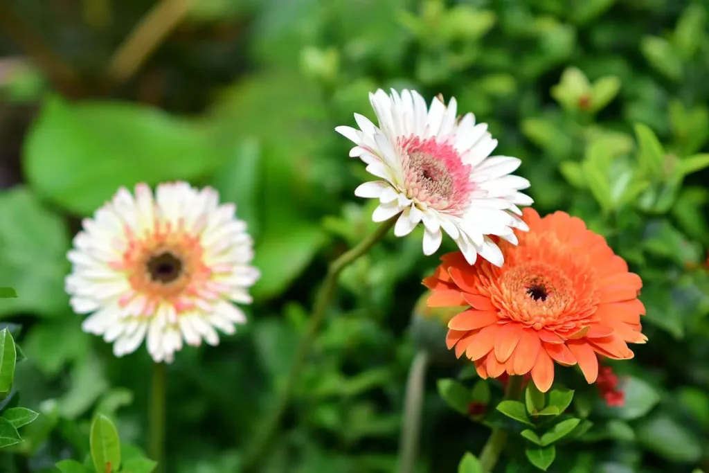 cara merawat bunga gerbera