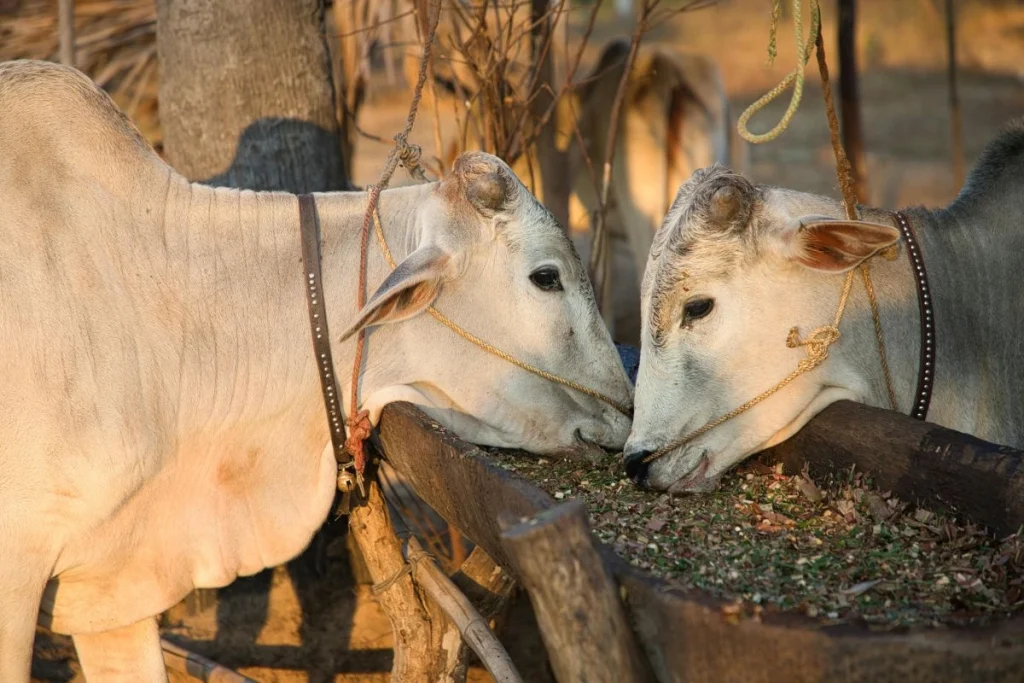makanan sapi biar cepat gemuk