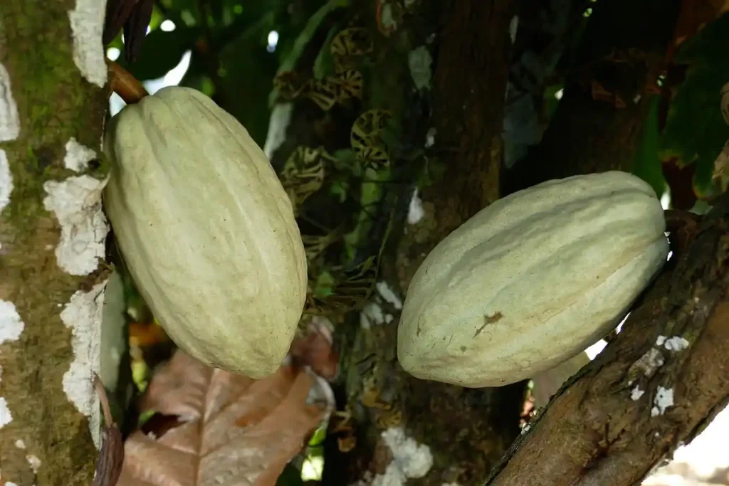 penyakit pada tanaman kakao