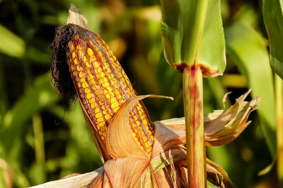 penyebab tanaman jagung bundel