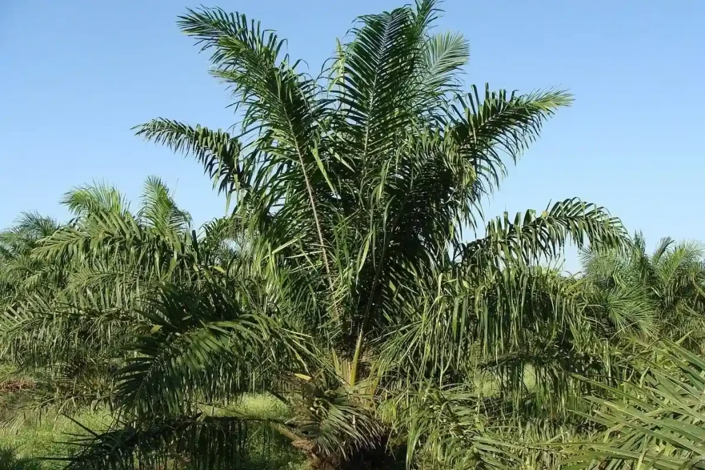 pruning sawit umur 3 tahun
