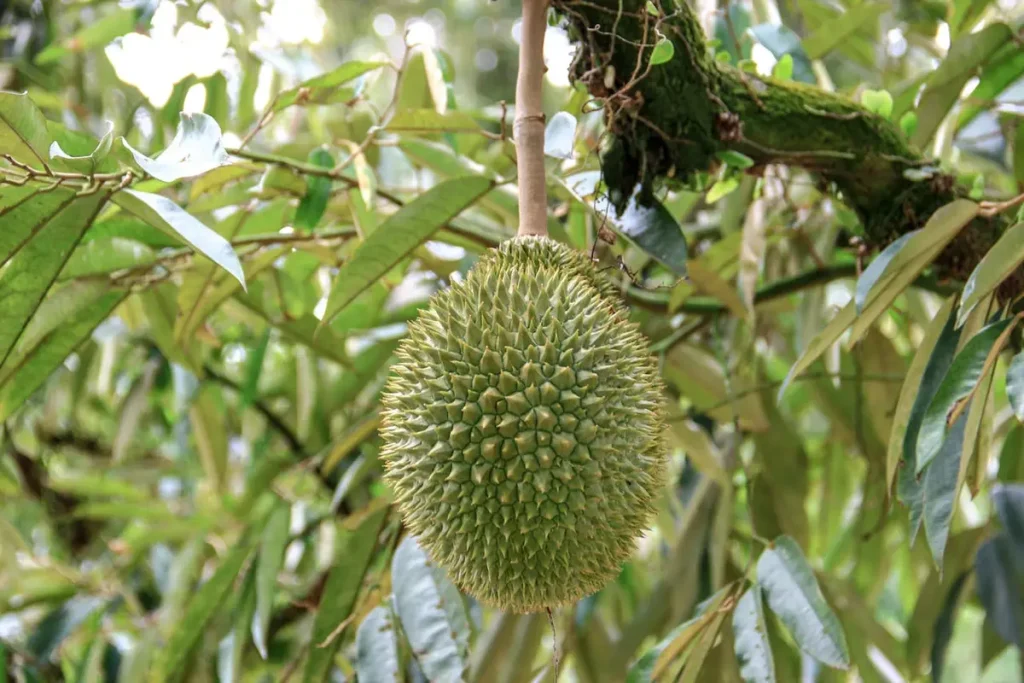pupuk durian masa vegetatif