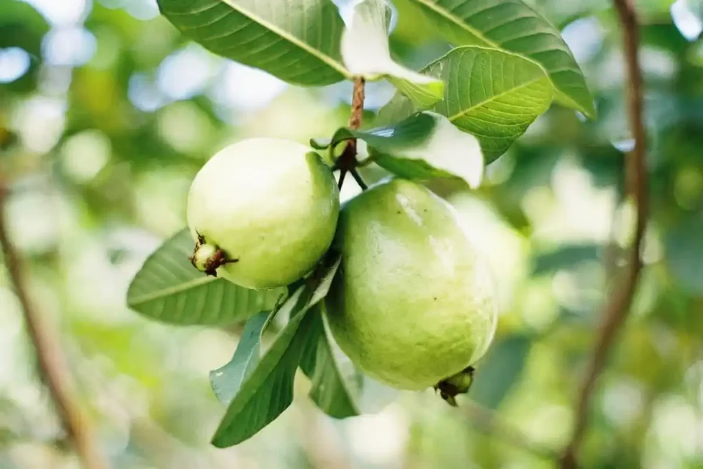 pupuk perangsang buah jambu kristal