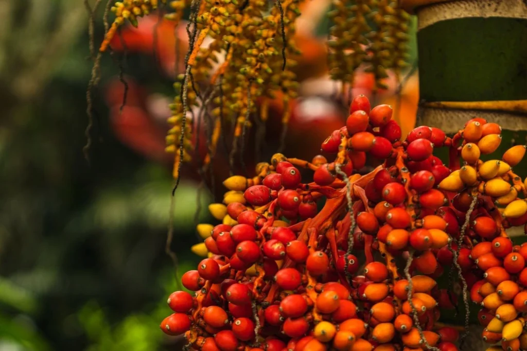 1 Buah Sawit Berapa Kg? Ini Rata-rata Berat Tandannya