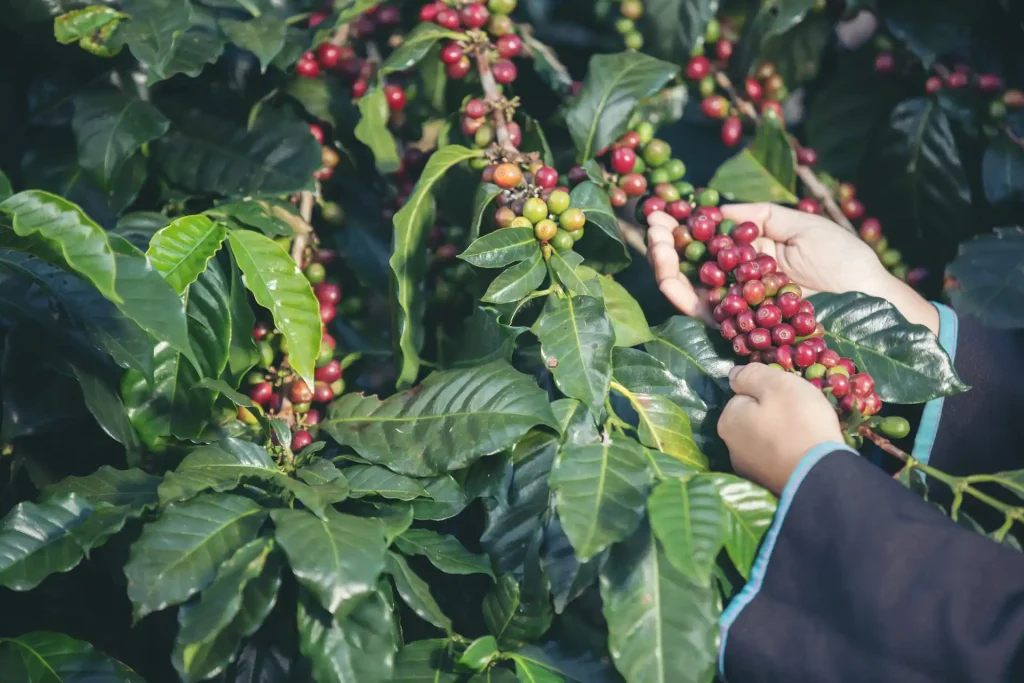 1 pohon kopi menghasilkan berapa kg