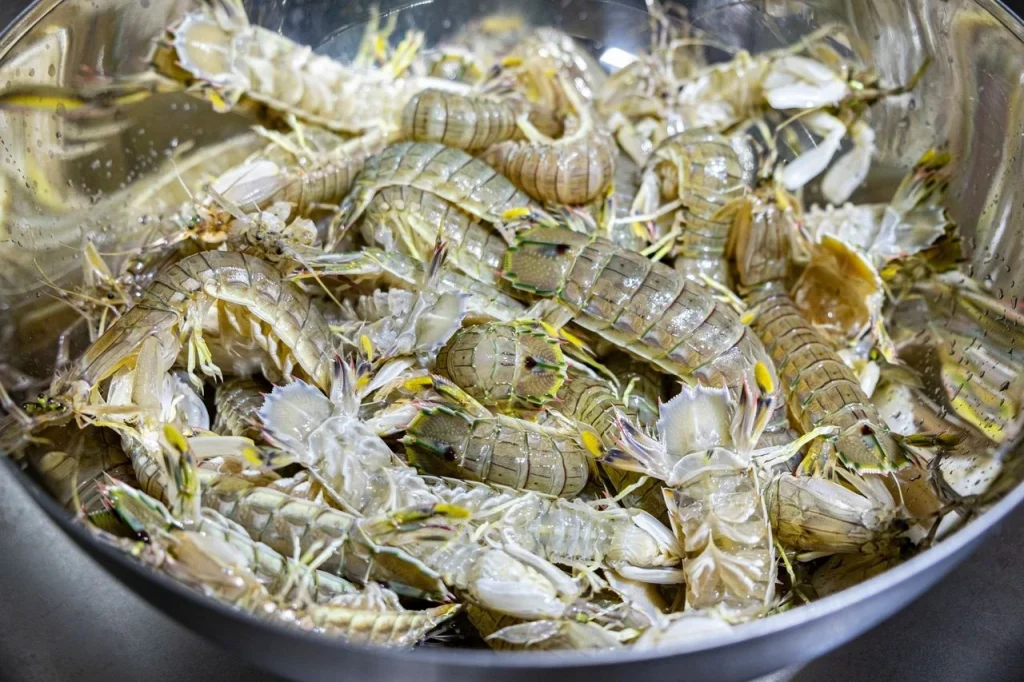 budidaya udang air tawar di ember