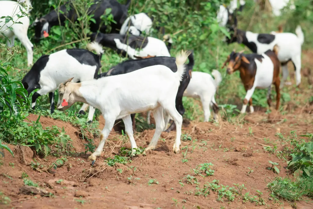Berapa Harga Kambing 2026 Jawa Timur? Ini Daftar Rinciannya