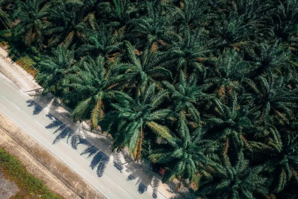 Rincian Harga Kebun Sawit 1 Hektar Setiap Daerah di Indonesia