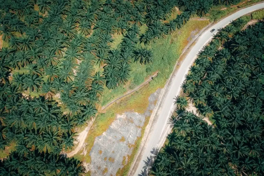Berapa Harga Kebun Sawit 2 Hektar? Segini Estimasi di Daerah Indonesia