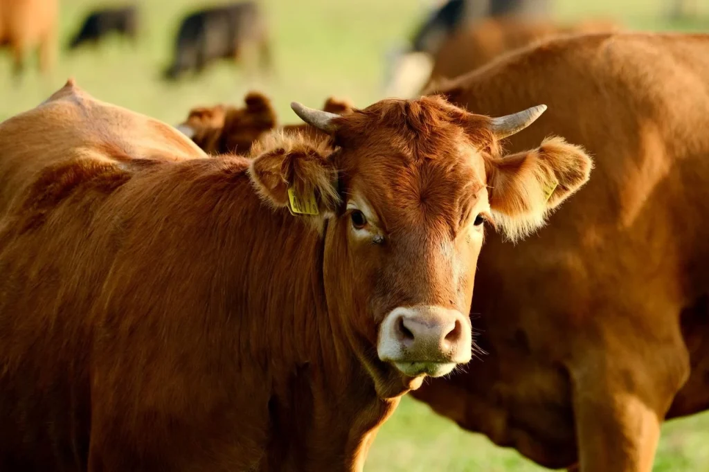 Berapa Harga Sapi 2026 Jawa Timur? Berikut Daftar Lengkapnya