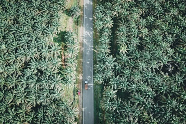 negara penghasil sawit terbesar di dunia