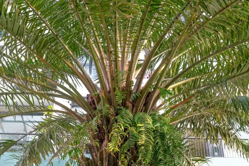 penyakit curvularia pada kelapa sawit