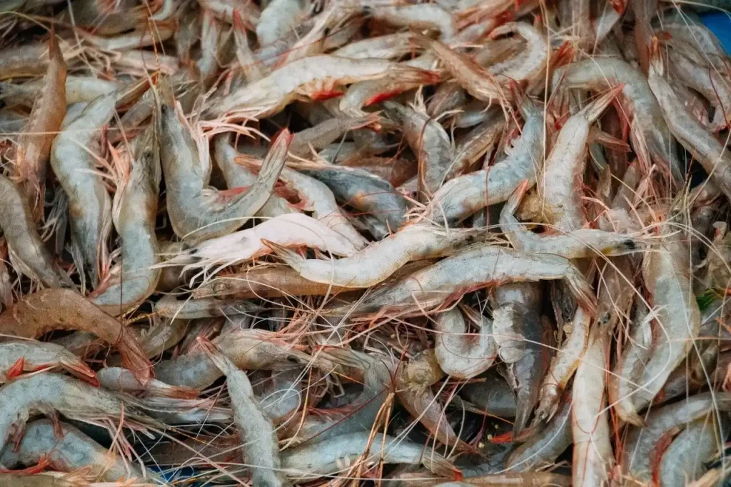 7 Tambak Udang Terbesar di Indonesia & Faktor Produktivitas di Baliknya