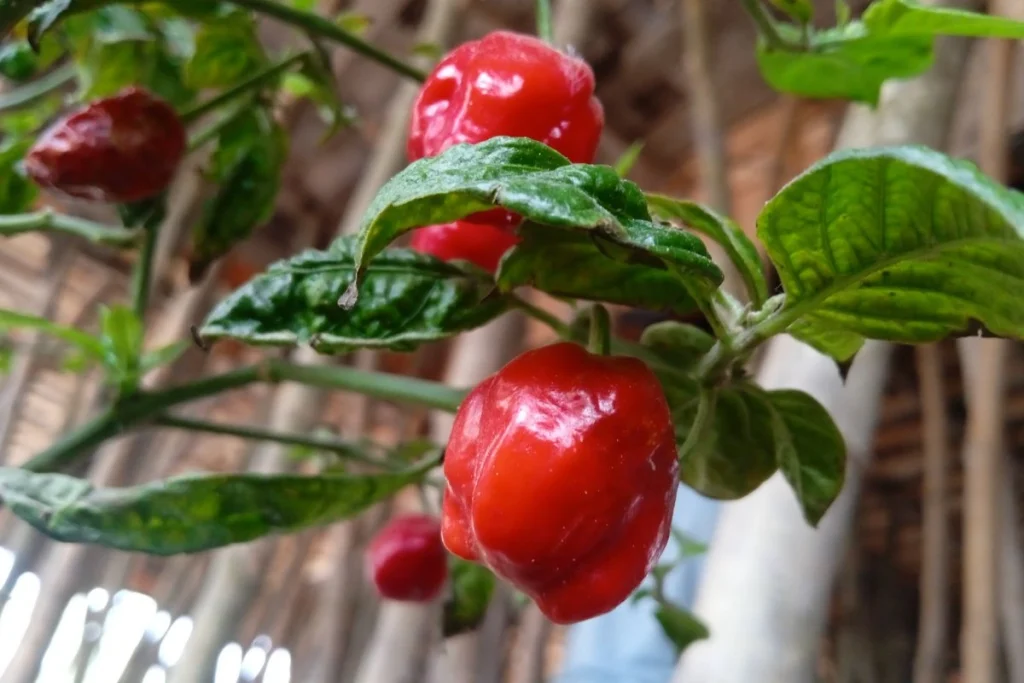 pupuk tanaman cabai carolina reaper