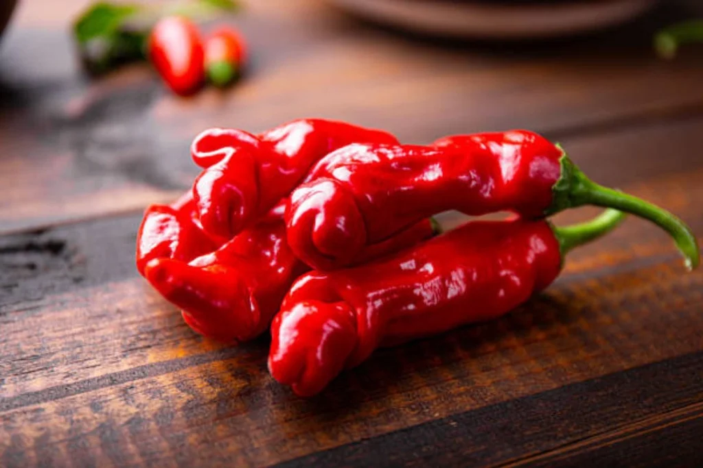 pupuk tanaman cabai peter pepper