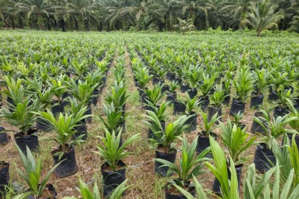 tahapan replanting kelapa sawit