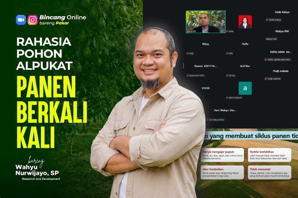 bincang online cara panen berulang pada alpukat