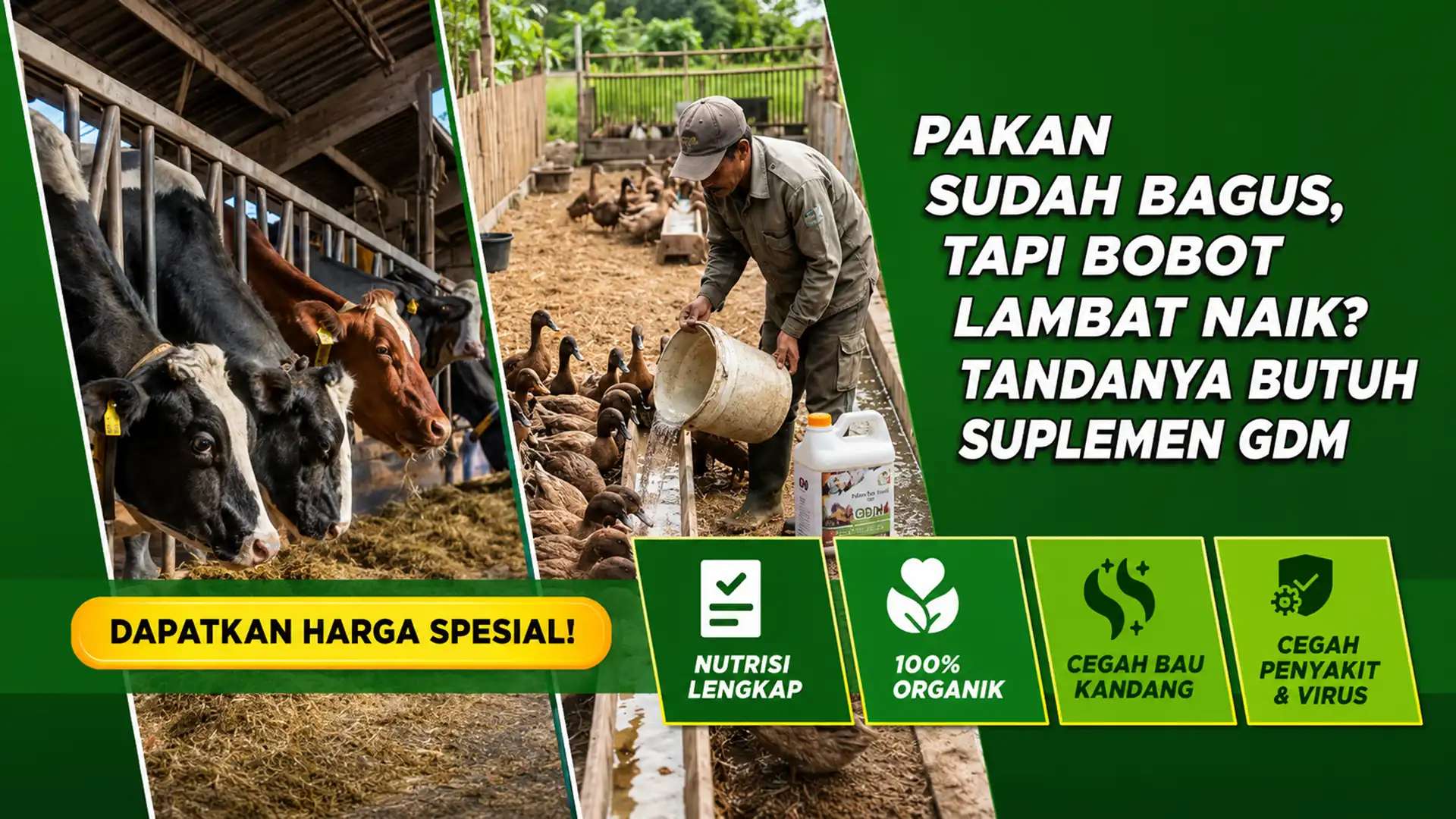 Harga Spesial Suplemen Organik Cair Spesialis Peternakan GDM