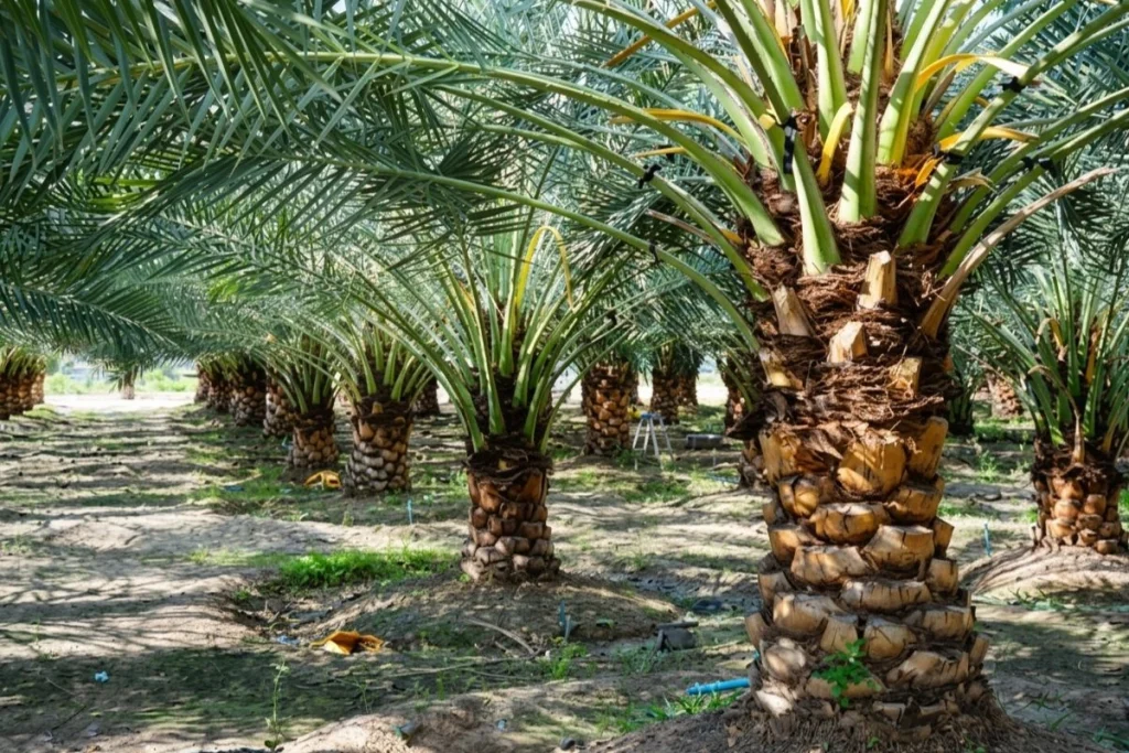 distributor pupuk kelapa sawit riau