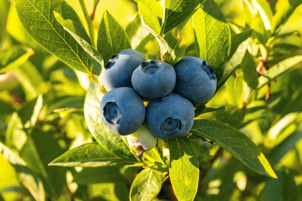pupuk untuk tanaman blueberry
