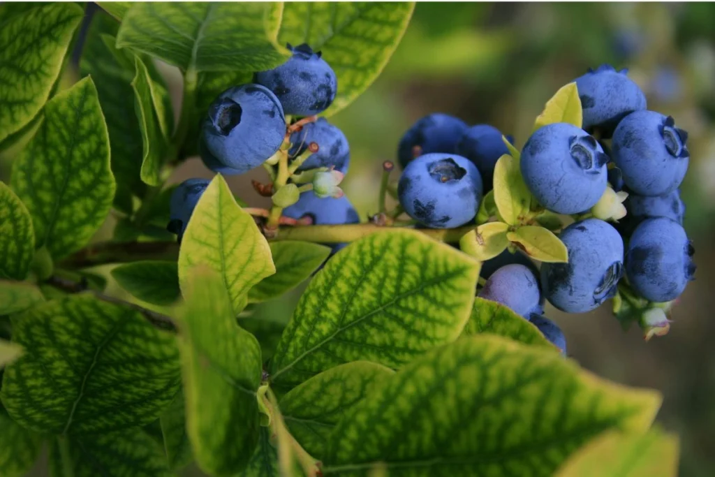 pupuk untuk tanaman blueberry