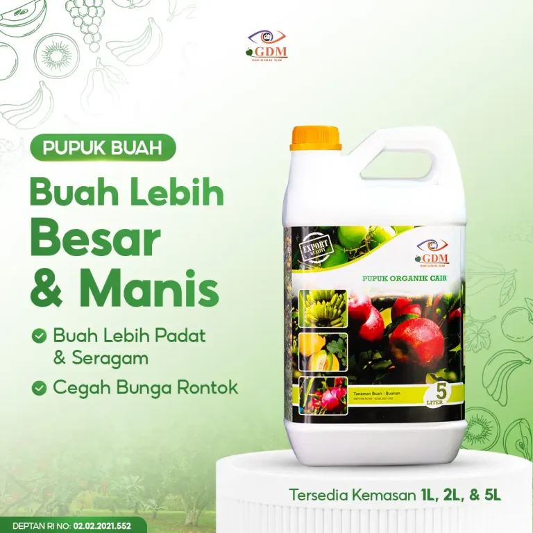 3 Dengan pupuk organik cair GDM spesialis buah buahan, buah jadi lebih besar dan manis