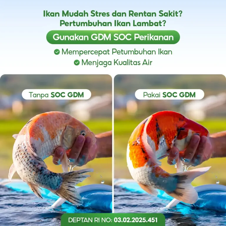 4 Perbandingan penggunaan Suplemen Organik Cair GDM pada hewan budidaya