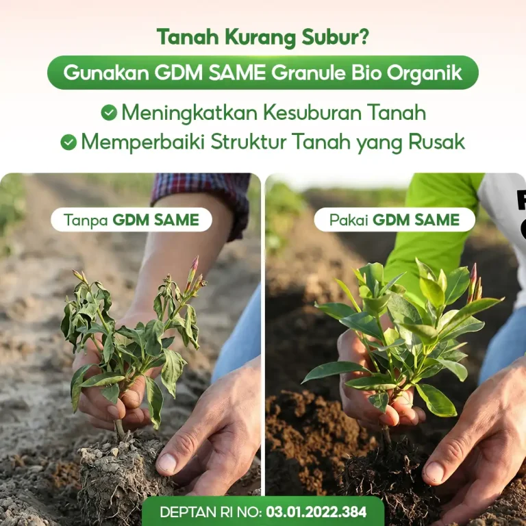 4 Perbandingan penggunaan pupuk bio organik padat GDM SaMe