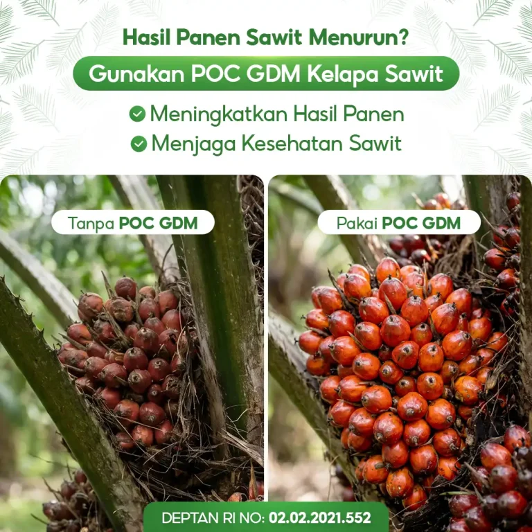 4 Perbandingan penggunaan pupuk organik cair GDM Spesialis kelapa sawit