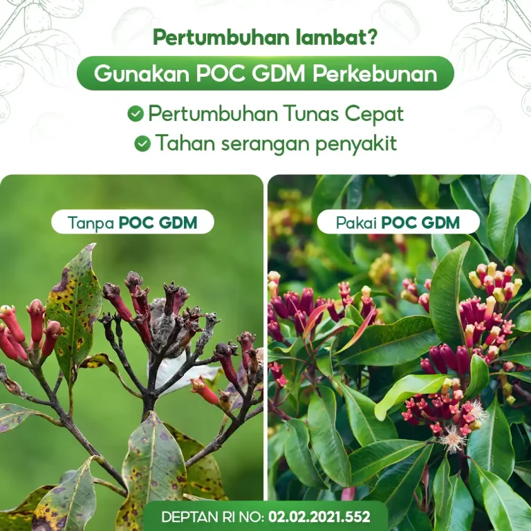 4 Perbandingan penggunaan pupuk organik cair GDM Spesialis perkebunan