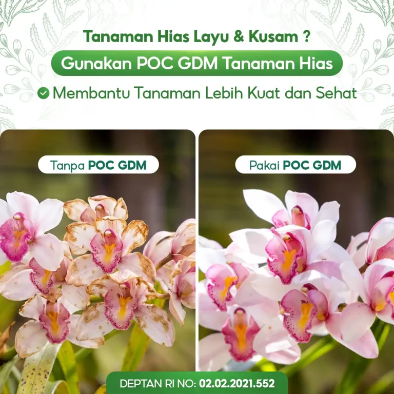 4 Perbandingan penggunaan pupuk organik cair GDM Spesialis tanaman hias