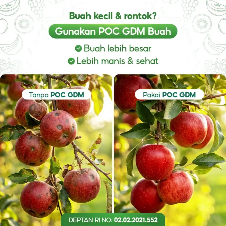 4 Perbandingan penggunaan pupuk organik cair GDM spesialis buah buah an