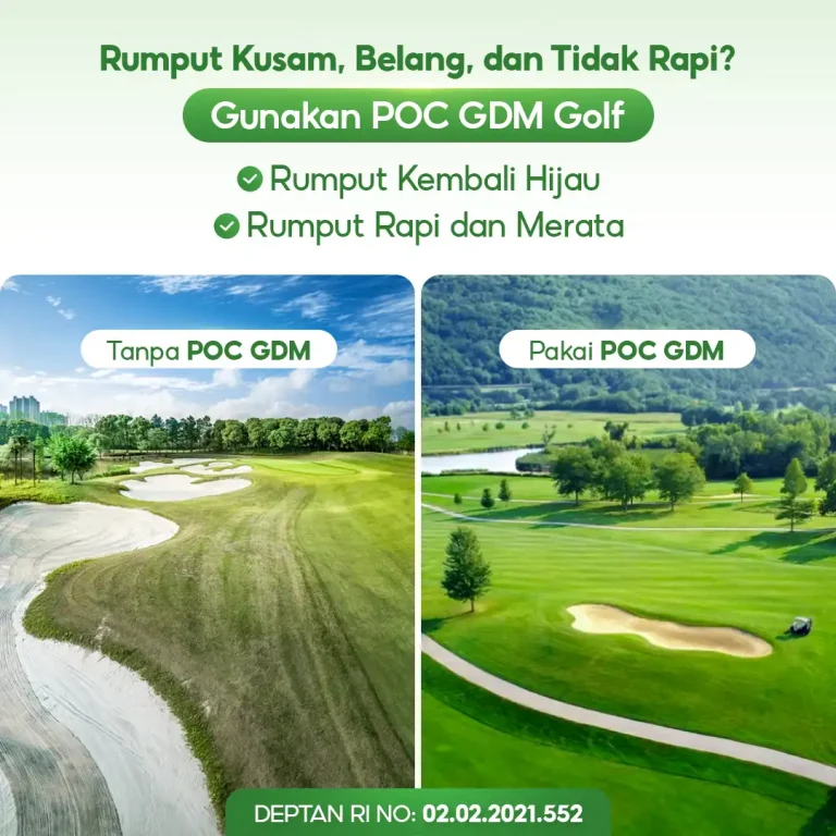 4 Perbandingan penggunaan pupuk organik cair GDM spesialis lapangan golf