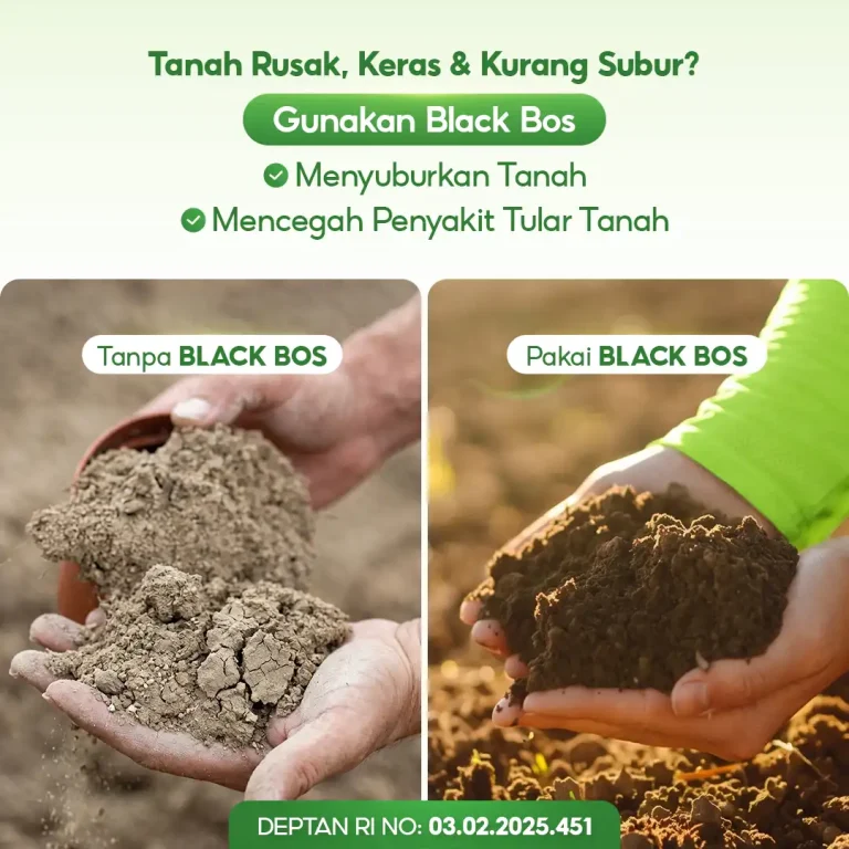 4 Perbandingan penggunaan pupuk pembenah tanah organik GDM Black BOS