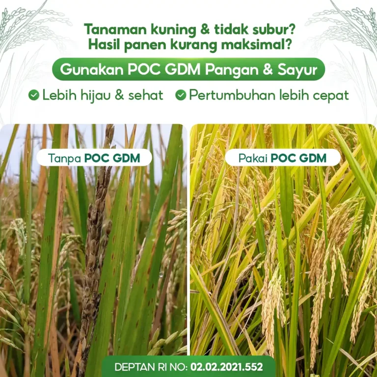 4 Perbedaan penggunaan pupuk organik cair GDM spesialis tanaman pangan