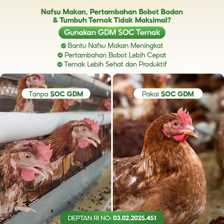 4 Suplemen Organik Cair GDM Spesialis Peternakan Meningkatkan Nafsu Makan dan Bobot Ternak