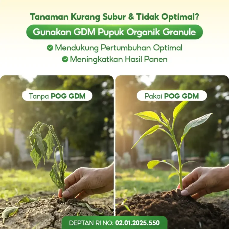 4 perbandingan penggunaan Pupuk organik granule GDM POG
