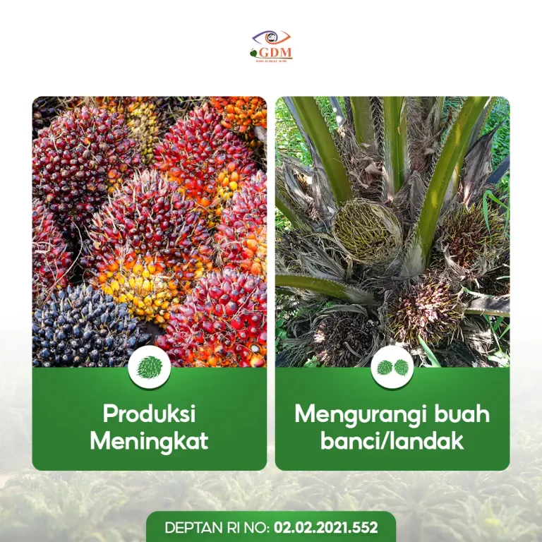 6 Beberapa keuntungan yang bisa Anda terima dengan menggunakan pupuk organik cair GDM spesialis kelapa sawit