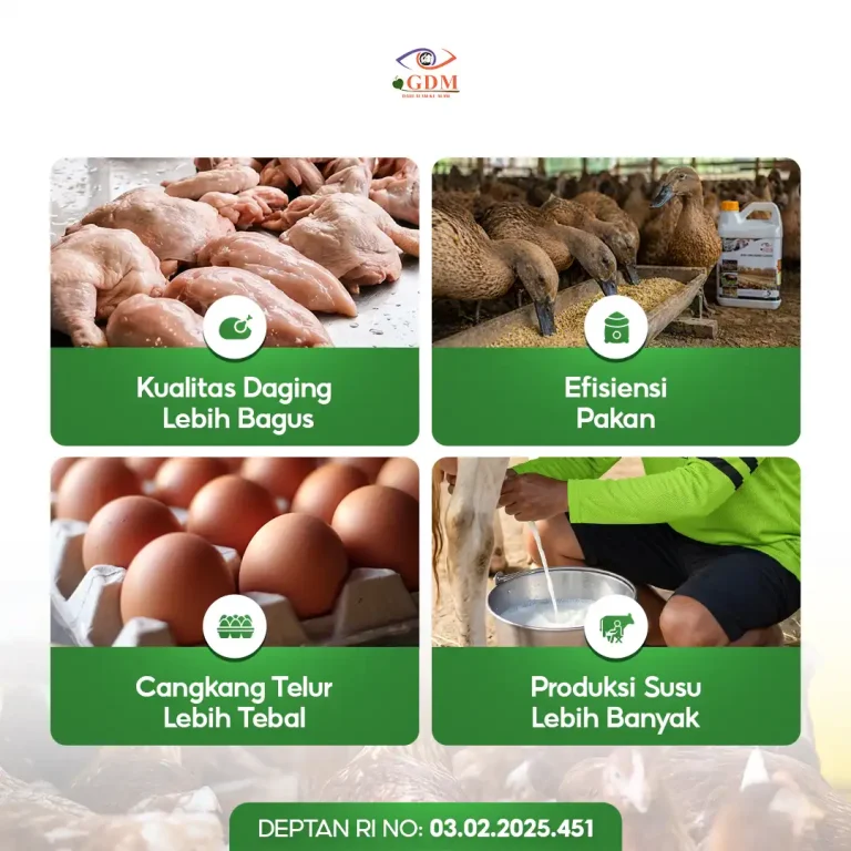 6 Hasil Penggunaan Suplemen Organik Cair GDM Spesialis Peternakan
