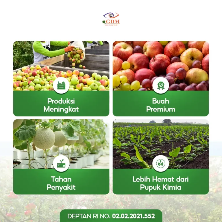 6 Keuntungan yang Anda dapat dengan menggunakan pupuk organik cair GDM spesialis buah buah an