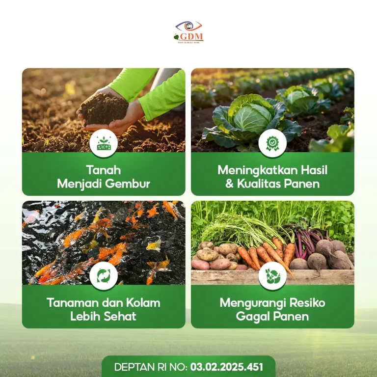 6 Keuntungan yang Anda terima dengan menggunakan pupuk pembenah tanah organik GDM black BOS