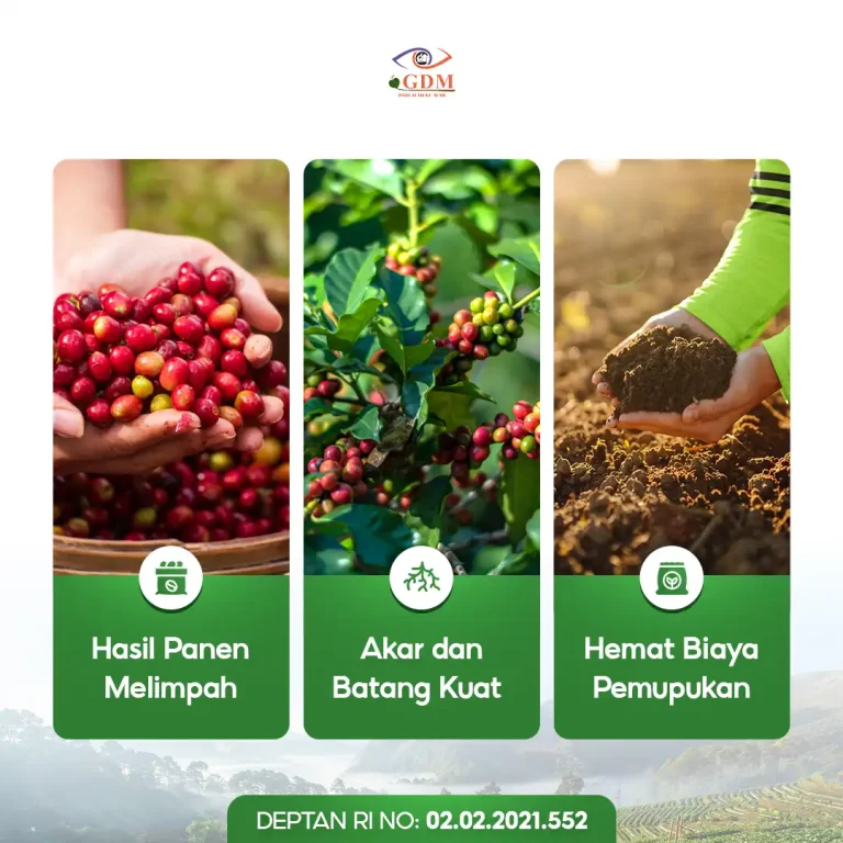 6 Keuntungan yang bisa Anda peroleh dengan menggunakan pupuk organik cair GDM spesialis perkebunan